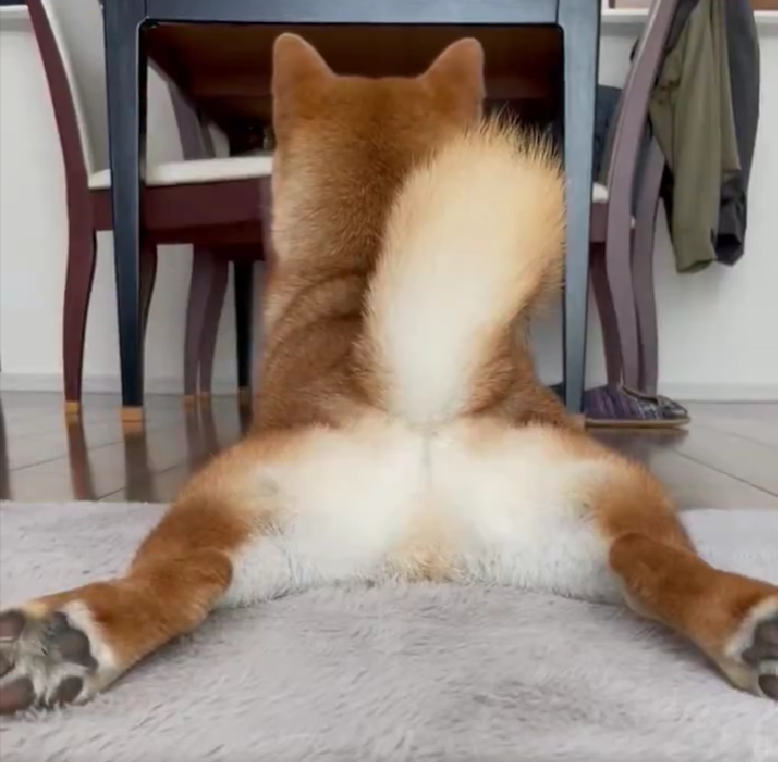 床にお腹をつけて、後ろ足を広げて寝そべっているおだしくん