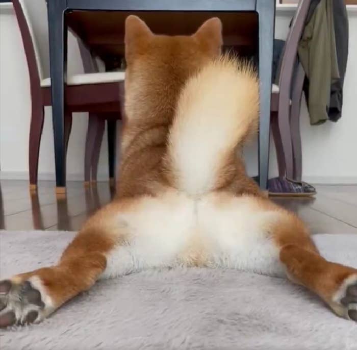 床にお腹をつけて、後ろ足を広げて寝そべっているおだしくん