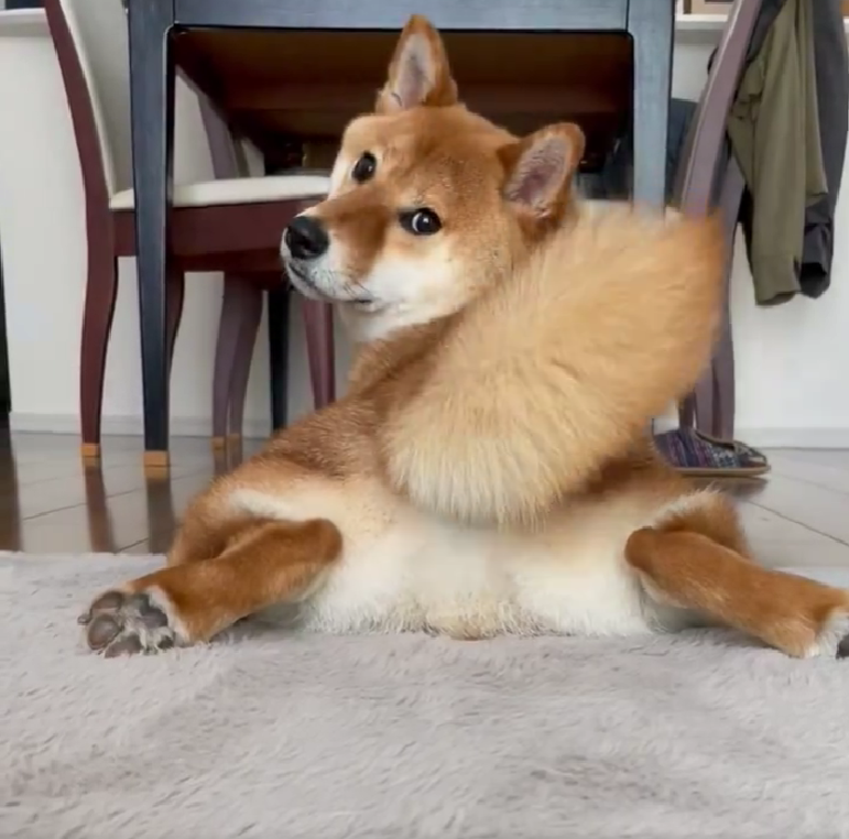 くるっ、とこちらを振り向くおだしくん