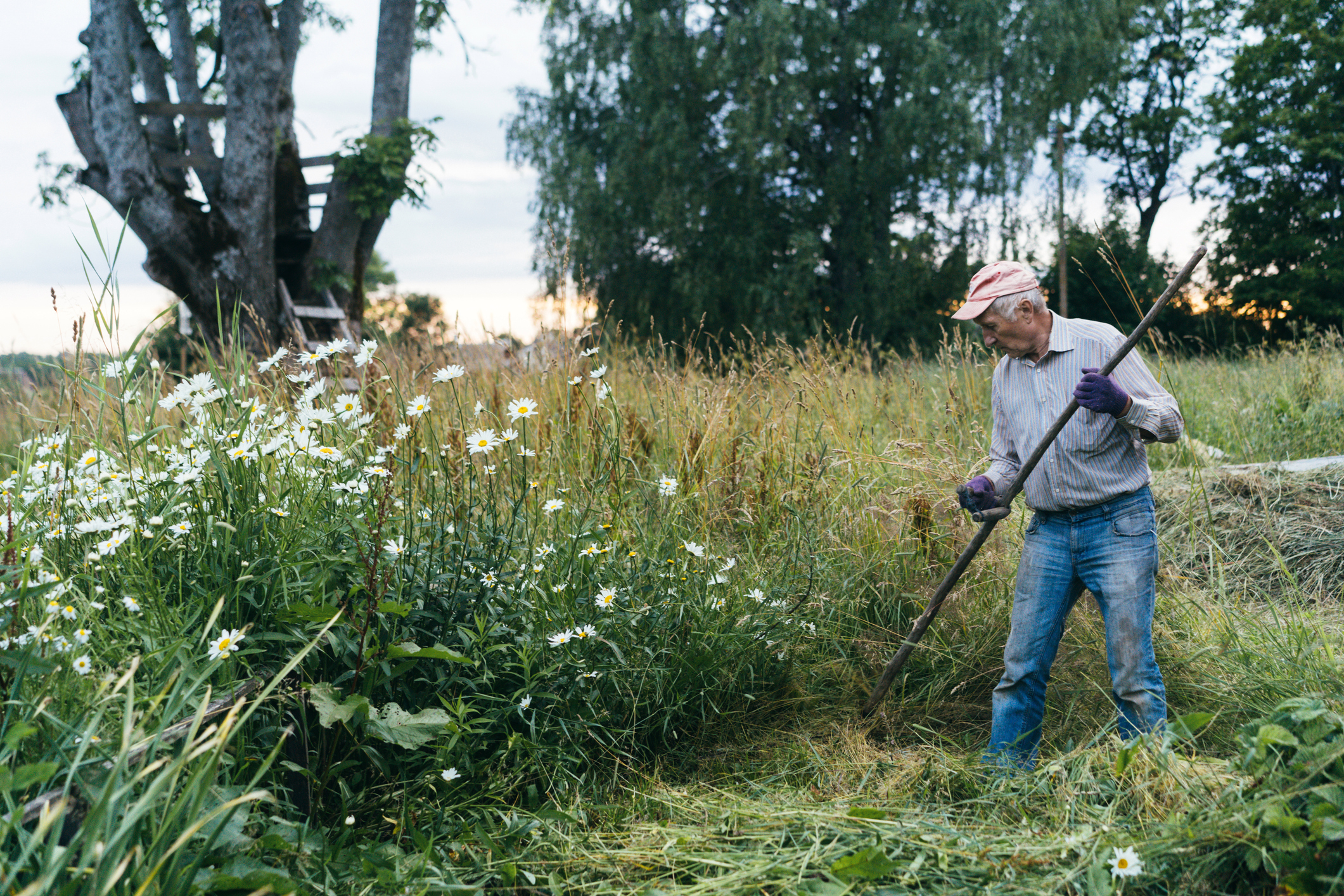 An elderly person wearing a cap, a long-sleeve shirt, gloves, and jeans is raking hay in a lush, overgrown garden with tall grass and wildflowers