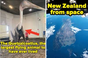 A display of a Quetzalcoatlus, the largest flying animal, with a person for scale, and a view of New Zealand from space