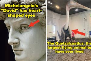 Michelangelo's "David" has heart-shaped eyes. The Quetzalcoatlus, the largest flying animal to have ever lived
