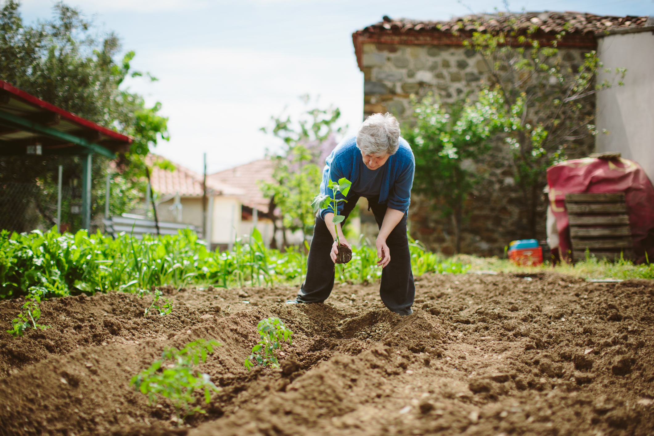 An older adult planting a seedling in a garden with a stone building in the background