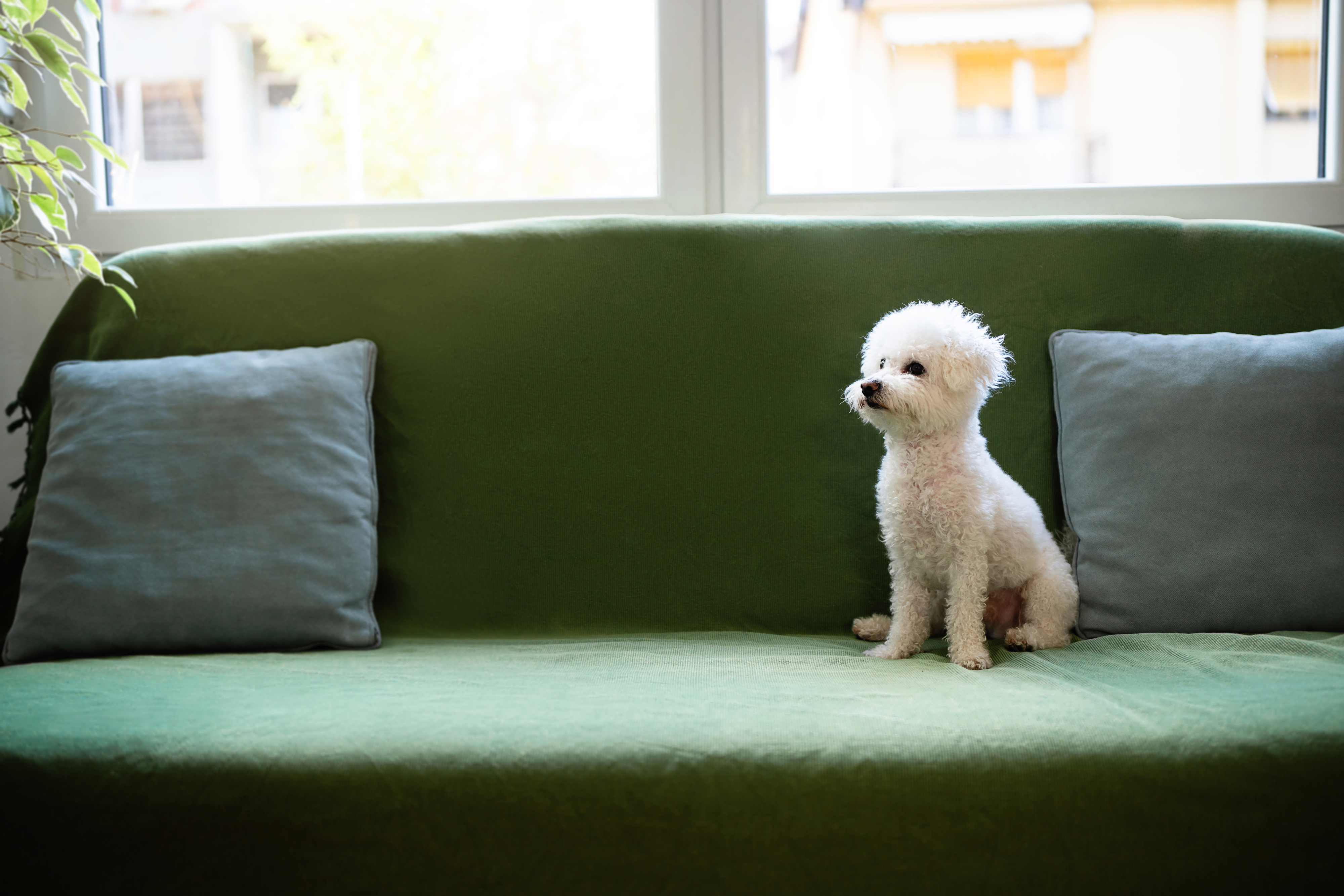 A small white dog sits on a green couch between two blue pillows by a window
