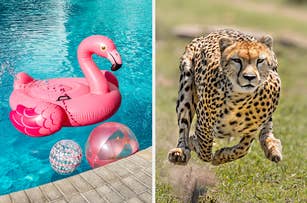 On the left, an inflatable flamingo float in a pool next to beach balls, and on the right, a cheetah running