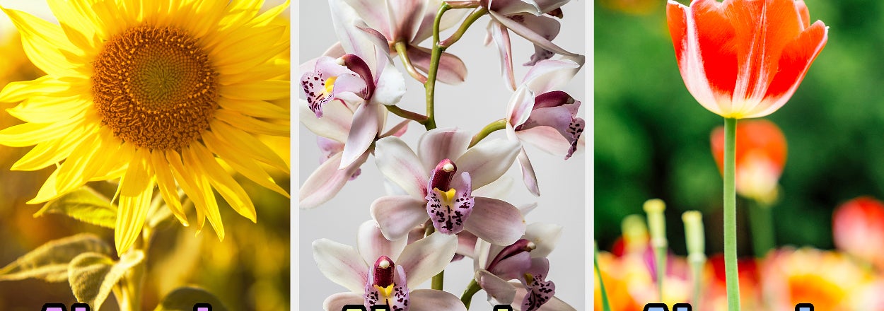 Tres imágenes juntas. Un girasol con texto "Alma de girasol", una orquídea con texto "Alma de orquídea" y un tulipán con texto "Alma de tulipán"