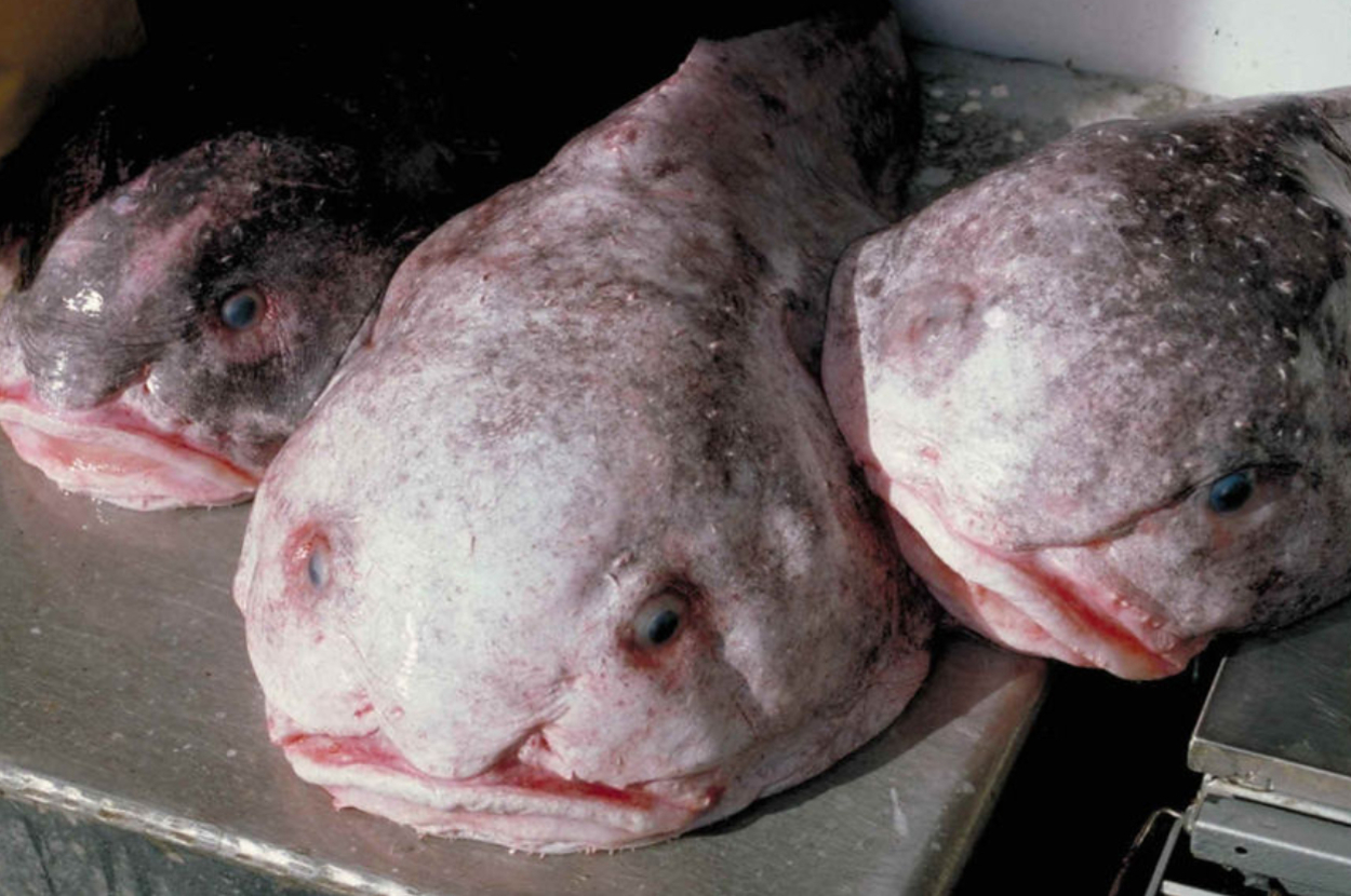 Three blobfish are lying on a metallic surface, displaying their distinct gelatinous bodies and downturned mouths