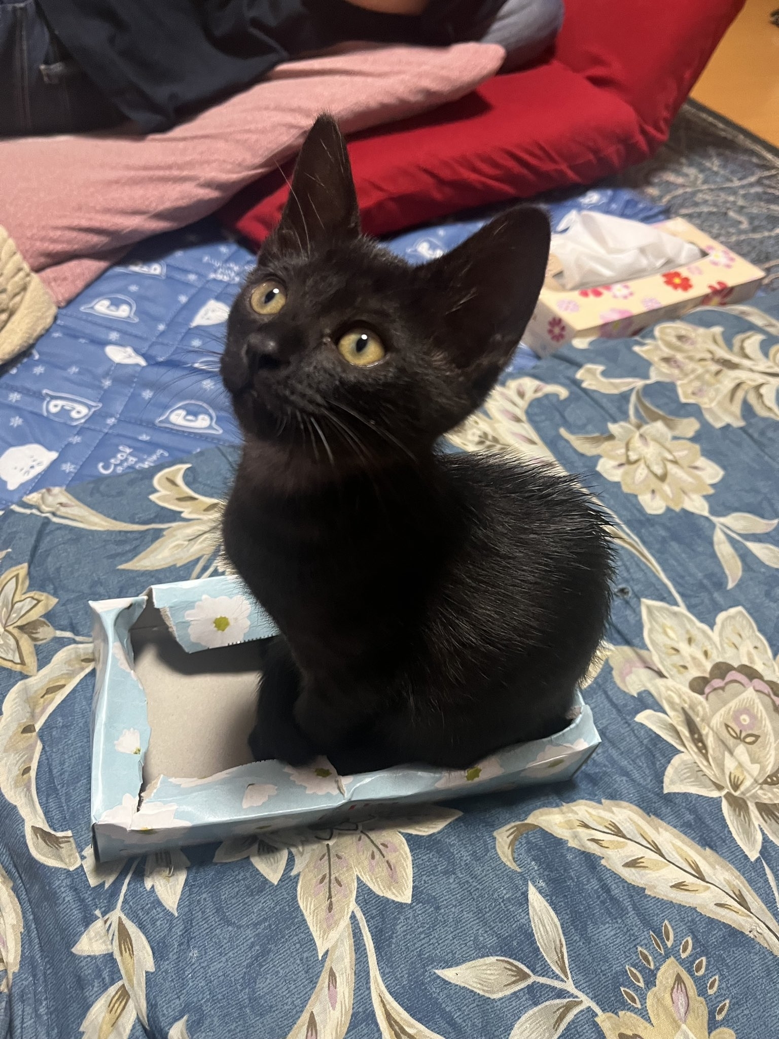 生後2カ月のサラミくん / サラミ(飼い主)さんのXより