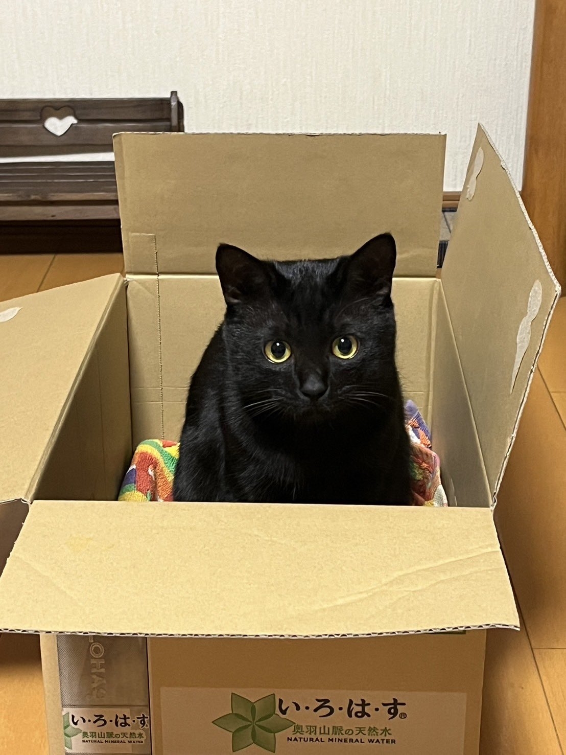 現在のサラミくん / サラミ(飼い主)さんのXより