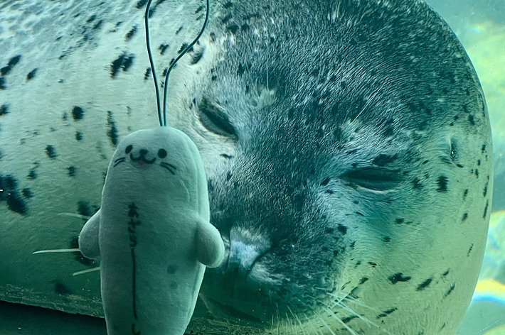 アザラシのぬいぐるみを見つめる箱根園水族館のゴマフアザラシ