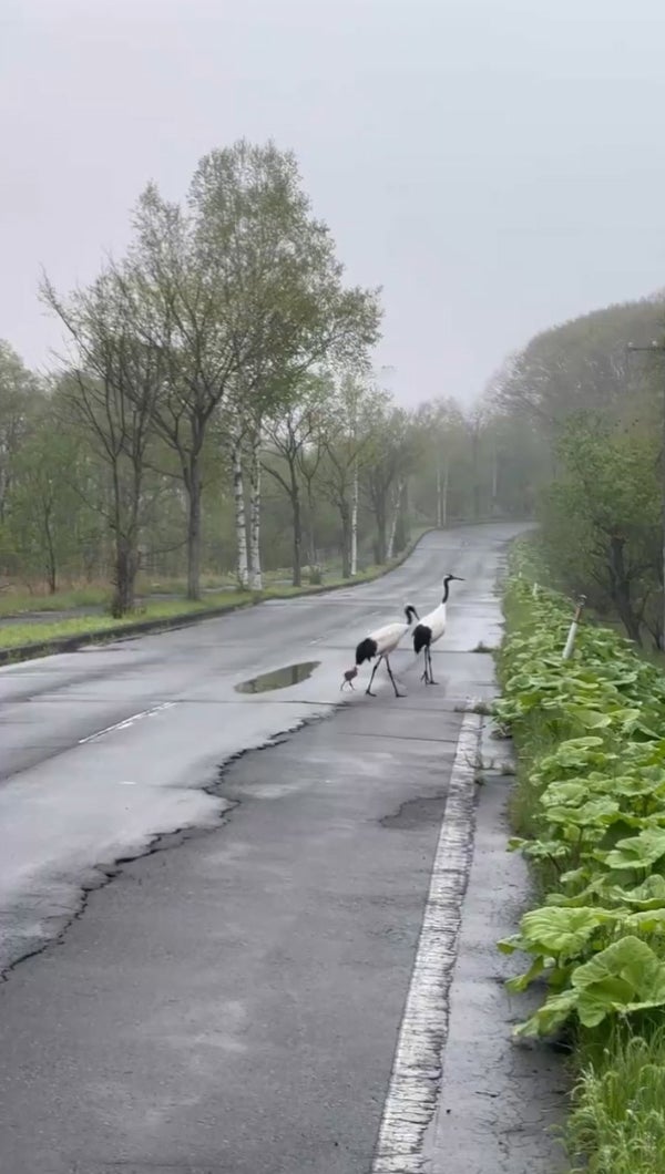 歩き去っていく3羽のタンチョウ