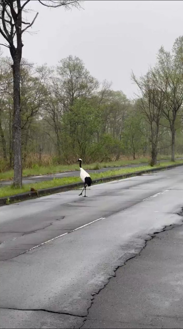 ブロックを乗り越えようとしているタンチョウのヒナ