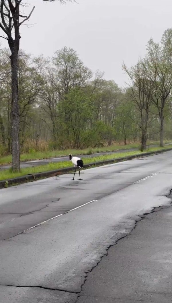 ヒナの様子を気にするタンチョウの親