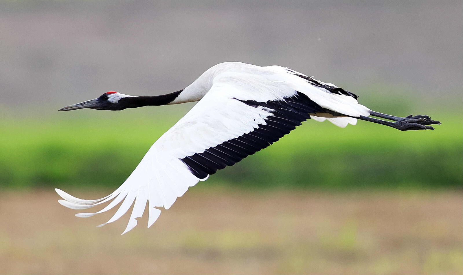 タンチョウのイメージ写真