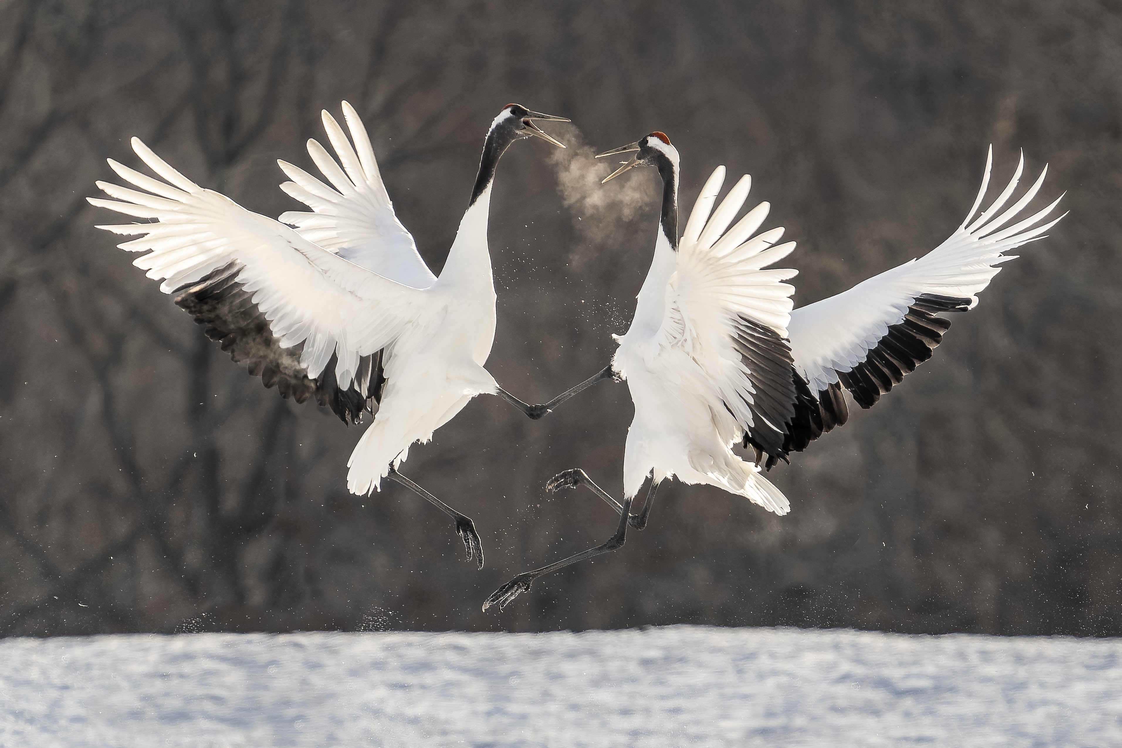 2022年1月2日に北海道鶴居村で撮影された「タンチョウの舞」