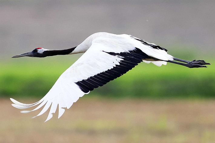 タンチョウのイメージ写真