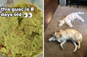 A bowl of guacamole with text "this guac is 8 days old" beside a dog lying on the floor next to a large pile of fur
