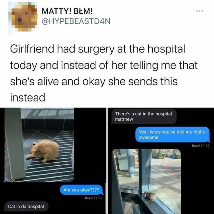 A Twitter post by @hypebeastd4n with a text exchange about a hospital cat and two images of a cat lying on a carpet and sitting by a window