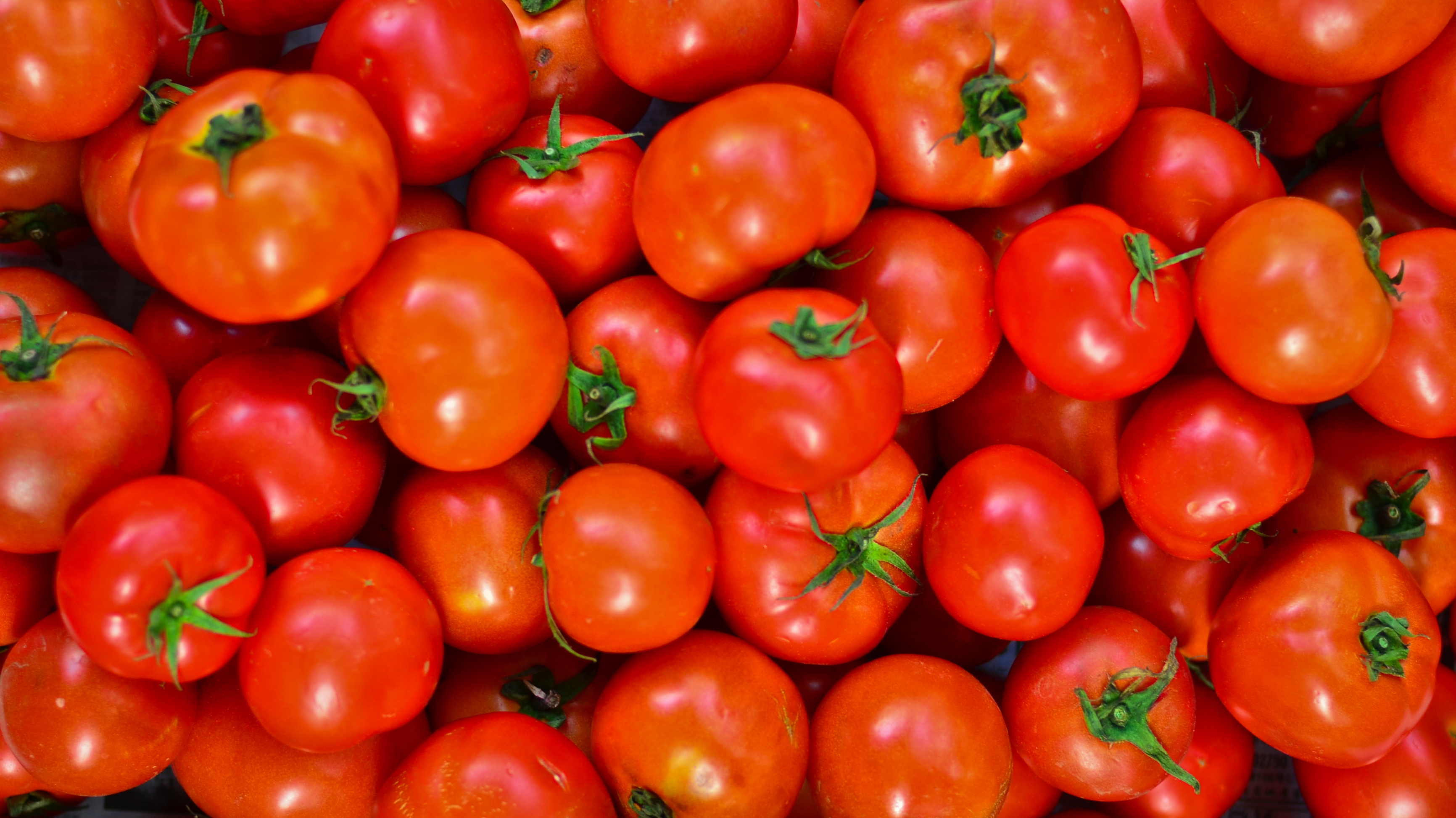 Fresh ripe tomatoes piled together, showcasing their smooth skins and varying sizes