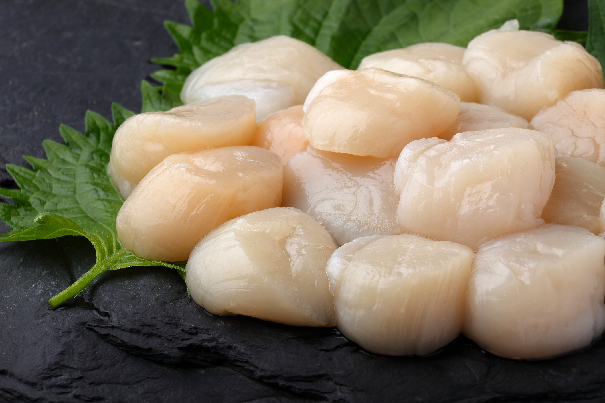 Close-up of raw scallops on green leaves on a black slate platter