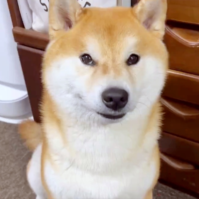 レジンヘアゴム、振り向き柴犬くん٭❀*桜の下で٭❀* たのめ