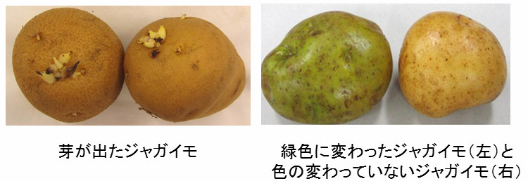 天然毒素が含まれる可能性があるジャガイモの解説写真(農水省公式サイトより)