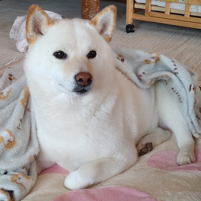 毛布をかぶってくつろぐはるちゃん