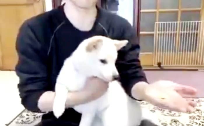 飼い主さんに左手にあるおやつを見つめるはるちゃん