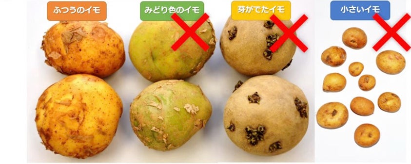 食べるときに注意が必要なジャガイモのクイズの解答(農水省の公式YouTubeより)
