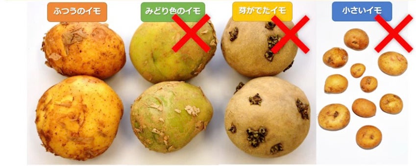 食べるときに注意が必要なジャガイモのクイズの解答(農水省の公式YouTubeより)