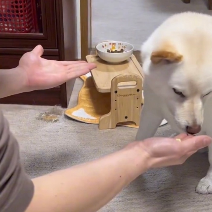 おやつをクンクンするはるちゃん