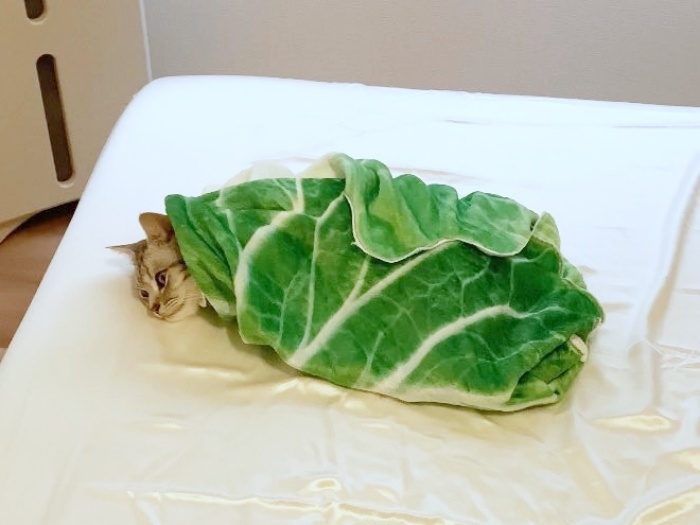 白菜おくるみに包まれあんこくん