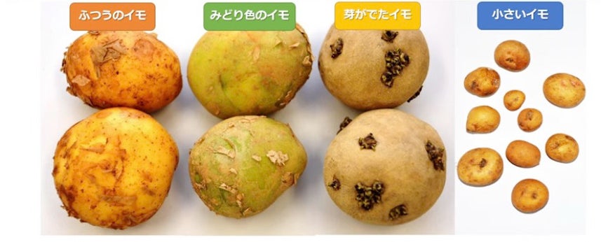 食べるときに注意が必要なジャガイモのクイズ(農水省の公式YouTubeより)