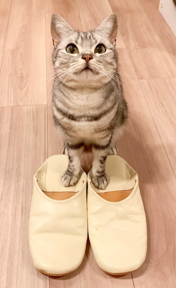 スリッパに前足をおくあんこくん