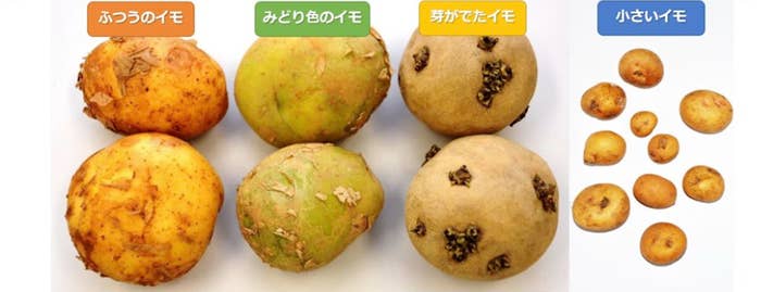 食べるときに注意が必要なジャガイモのクイズ(農水省の公式YouTubeより)