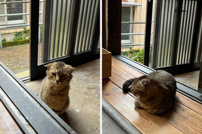 雨宿りしにきた野良猫ちゃん / トンガ坂文庫さんのXより
