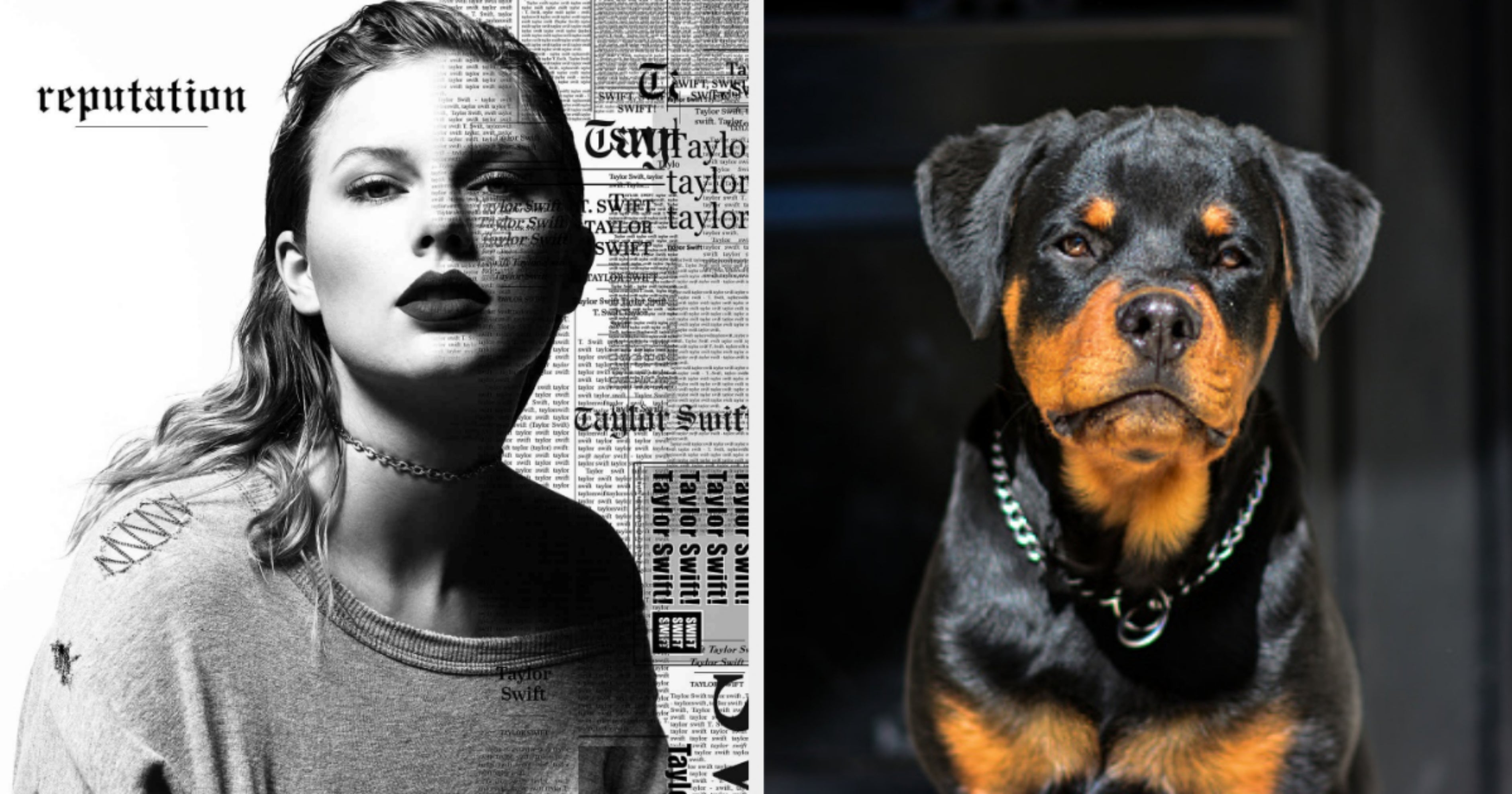 What Dog Breed Are You? Taylor Swift Dog Quiz