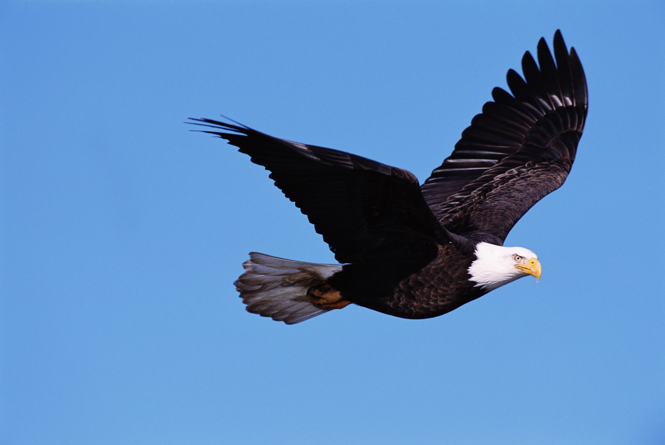 A bald eagle soars in the sky with its wings fully extended