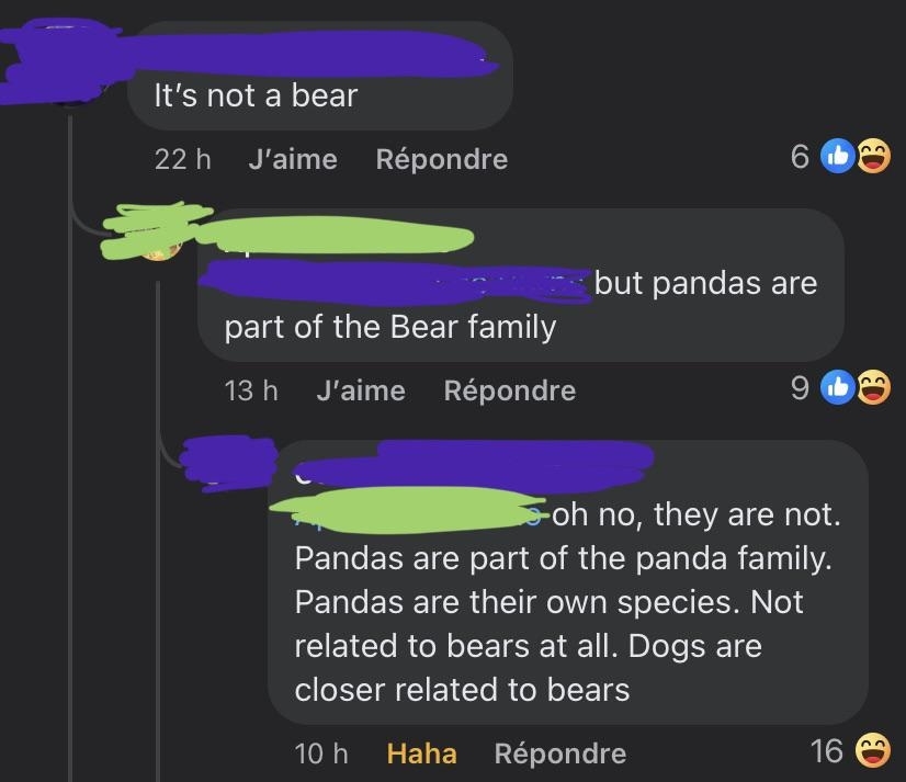Social media conversation about whether pandas are related to bears, with one person stating they are not and another saying they belong to the bear family