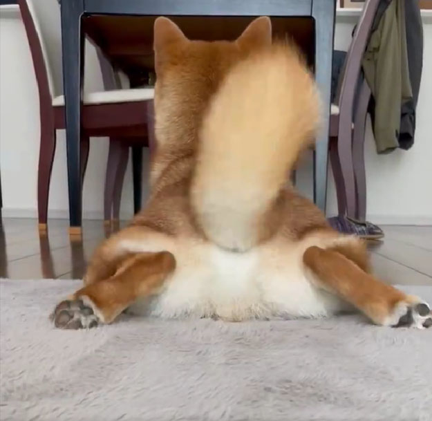 おしりをぴょこん! と持ち上げるおだしくん