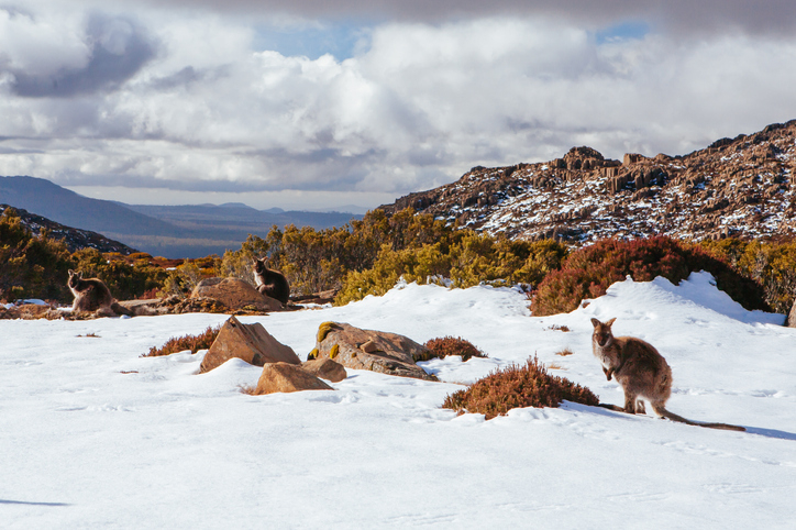 Kangaroos are standing and lounging on snow-covered terrain with rocky hills and cloudy skies in the background