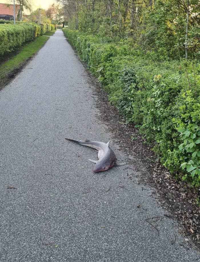 A shark lying on a paved pathway bordered by greenery. No people are present