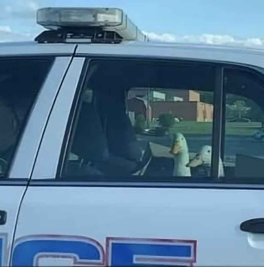 Two ducks sit inside a police car, one looking out the open window and the other facing forward