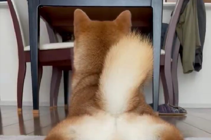 柴犬が後ろ脚を伸ばしてリラックスした姿勢でカーペットに寝そべっている様子。