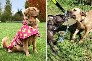 L: a reviewer photo of a golden retriever wearing a pink raincoat with a duck print, R: a reviewer photo of two dogs tugging on a rope toy strung to a tree