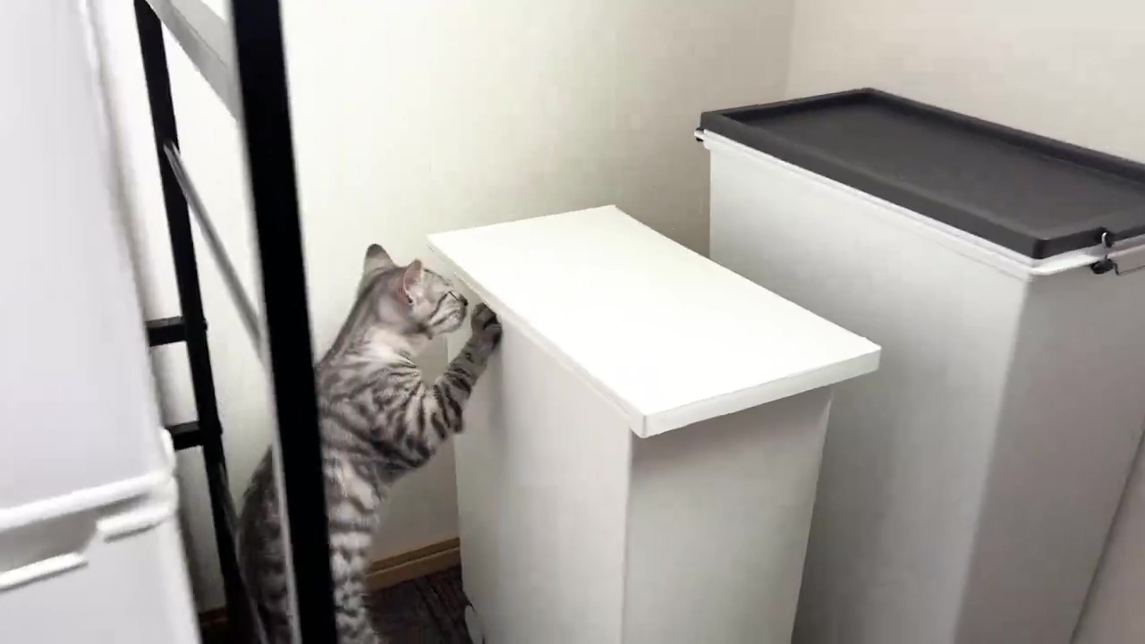 ゴミ箱に前足をかけるととまるくん