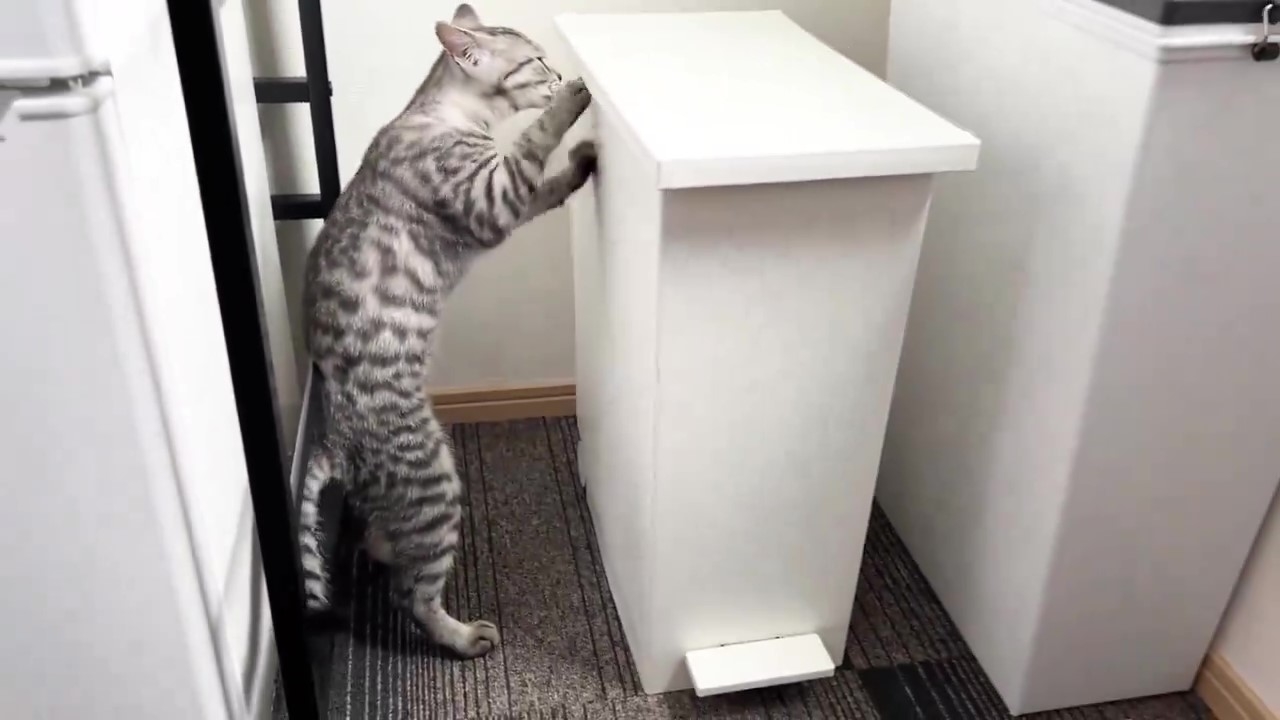 ゴミ箱をほりほりするととまるくん