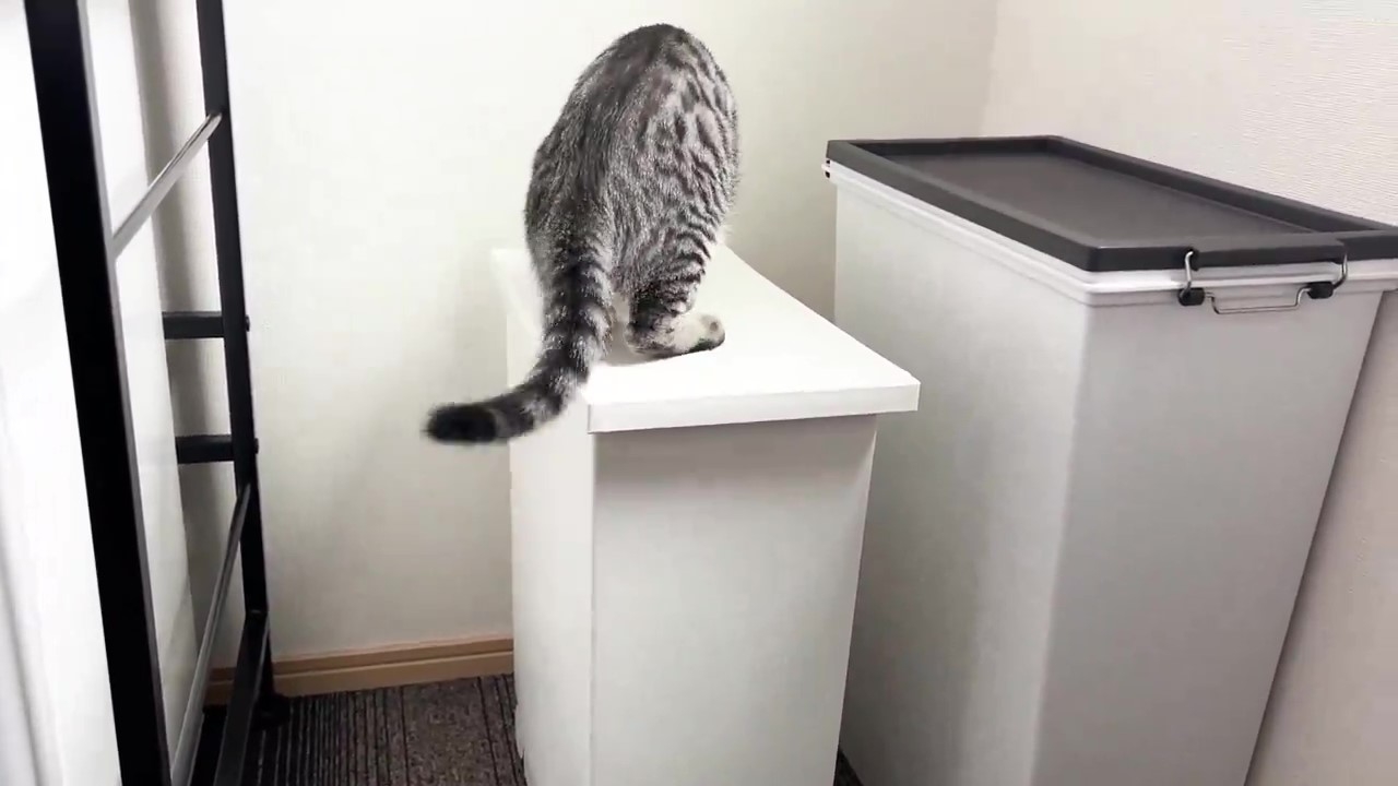 ゴミ箱に乗るととまるくん