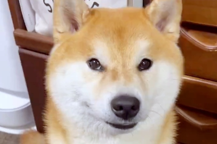 カメラを見つめるこむぎくん