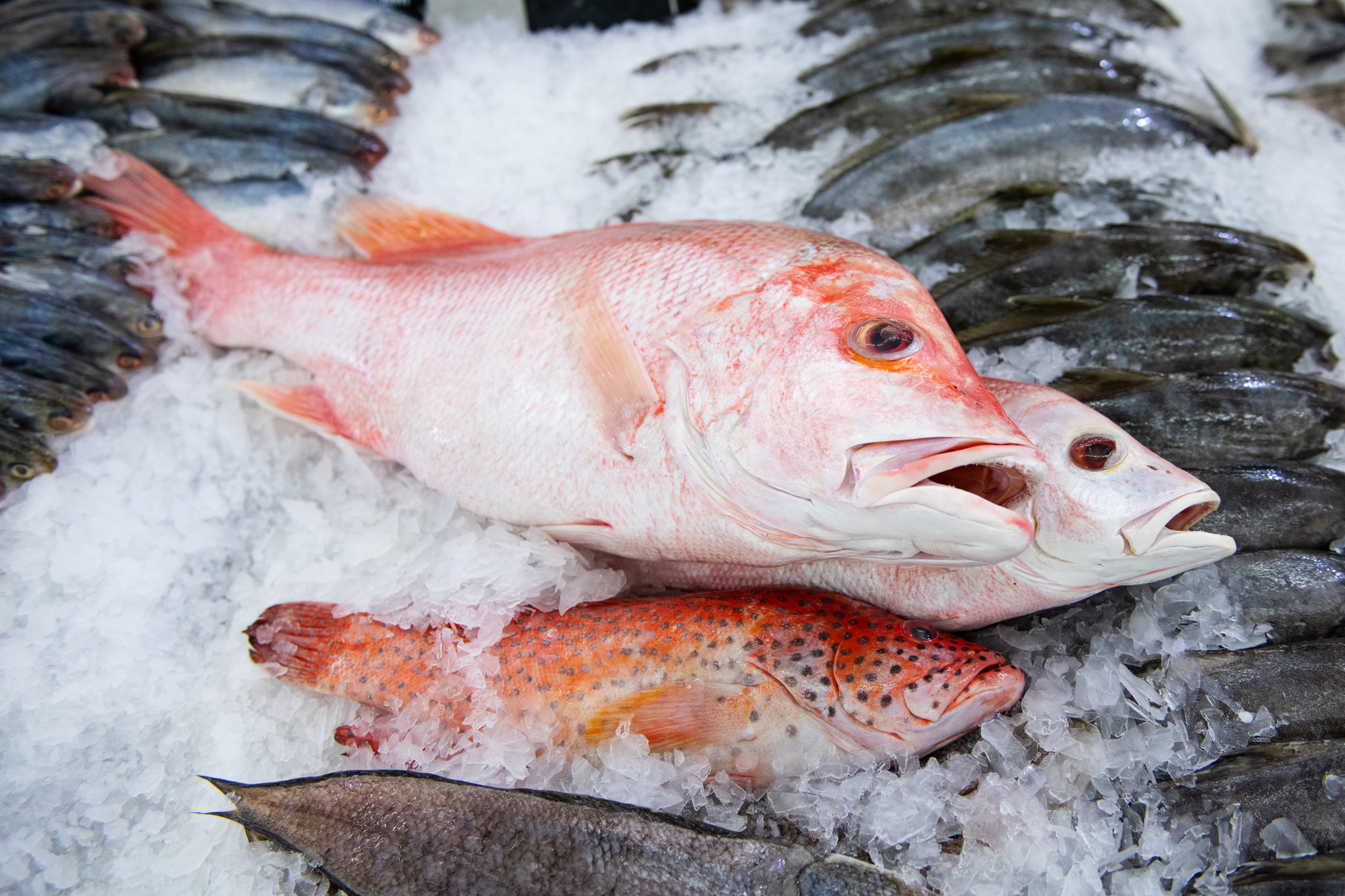 En rekke fisk er utstilt på is, inkludert en stor rød snapper, mindre rødflekket fisk og flere mindre mørke fisker